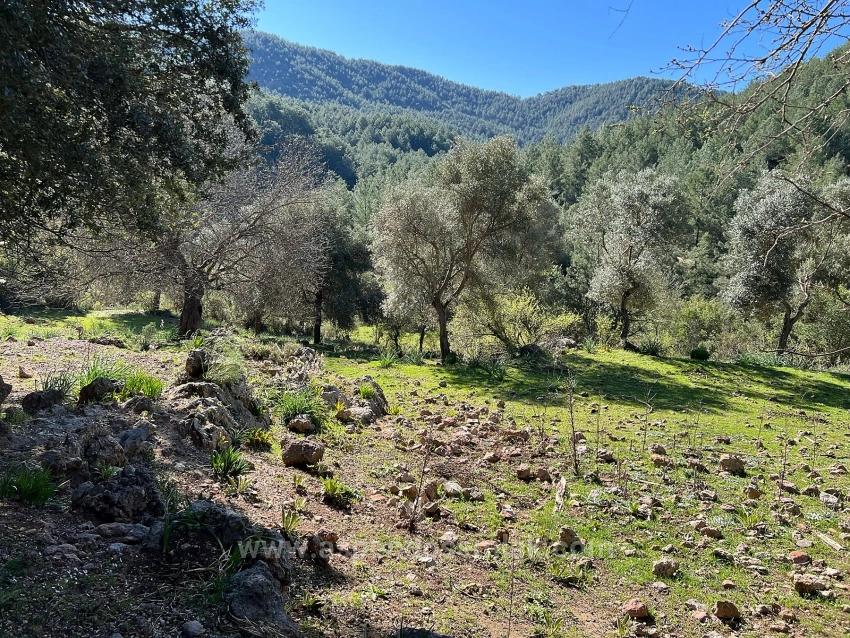 Land For Sale In Gökbel, Surrounded By Nature And Forest.