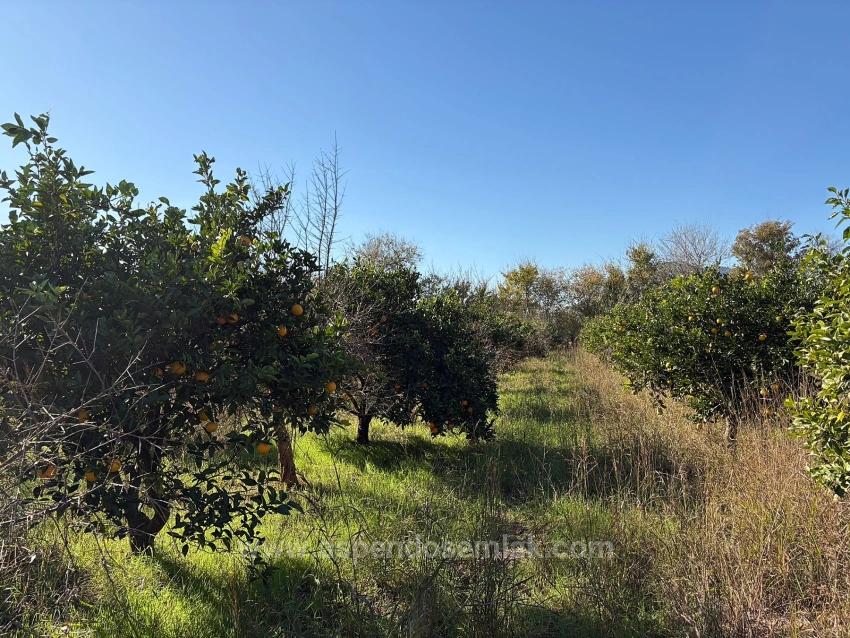 4,541 M² Garden For Sale In Dalyan.