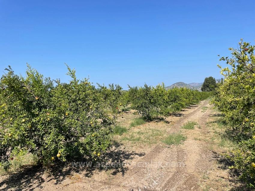 10,000 M² Pomegranate Orchard For Sale In Dalyan Arıkbaşı Gerendüzü Area.