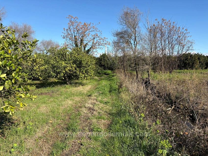 Lemon Orchard For Sale In Dalyan, 16,500 M²