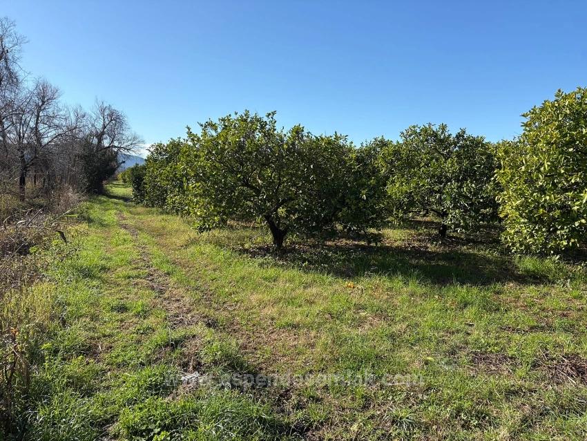 Lemon Orchard For Sale In Dalyan, 16,500 M²