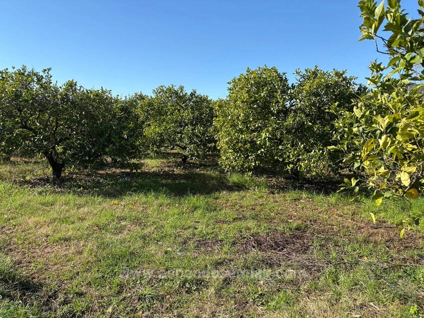Lemon Orchard For Sale In Dalyan, 16,500 M²