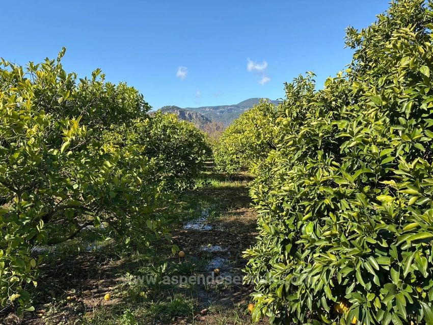 Lemon Orchard For Sale In Dalyan, 16,500 M²