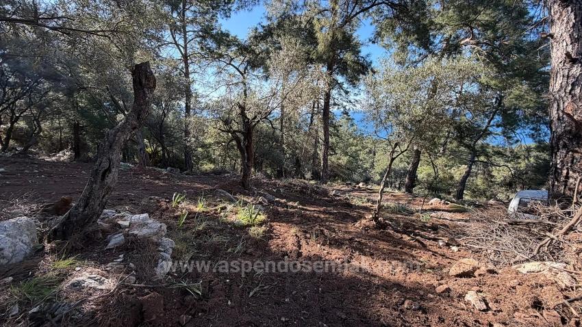 Field For sale in Çandır Nbh. Köyceğiz - Housing Zoned - 5.715 m²