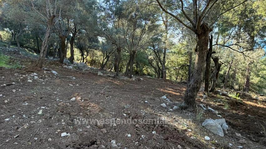 2B Field Of 5715M2 For Sale With Full Sea View In Çandır