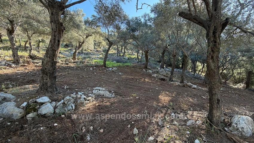 2B Field Of 5715M2 For Sale With Full Sea View In Çandır