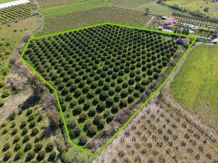 17.550M2 Vineyard-Bahce For Sale Close To Dalyan Center