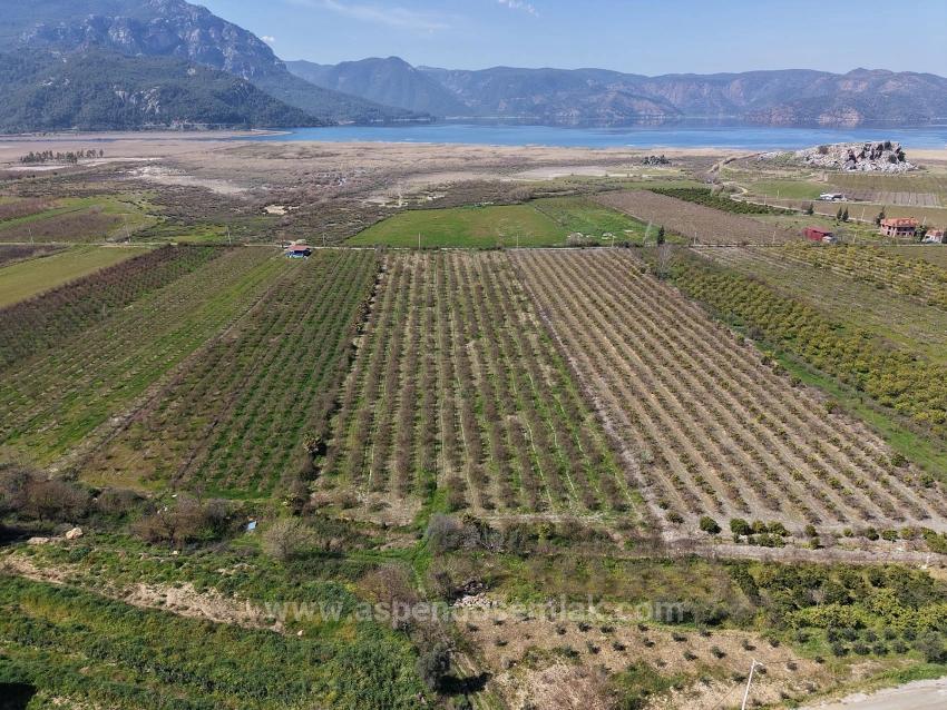 16.710M2 Pomegranate Garden For Sale With Lake View In Eskiköy