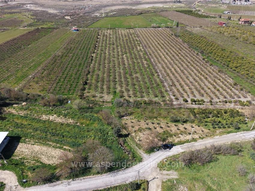 16.710M2 Pomegranate Garden For Sale With Lake View In Eskiköy