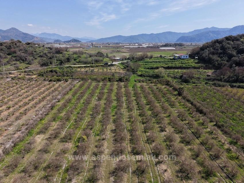 16.710M2 Pomegranate Garden For Sale With Lake View In Eskiköy