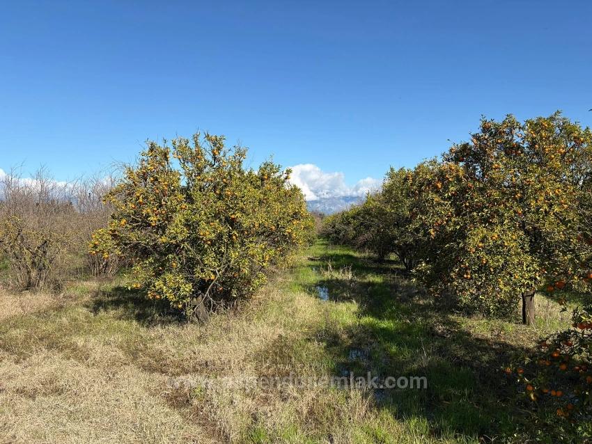 23,000M2 Detached Field And Garden For Sale In Tepearasın