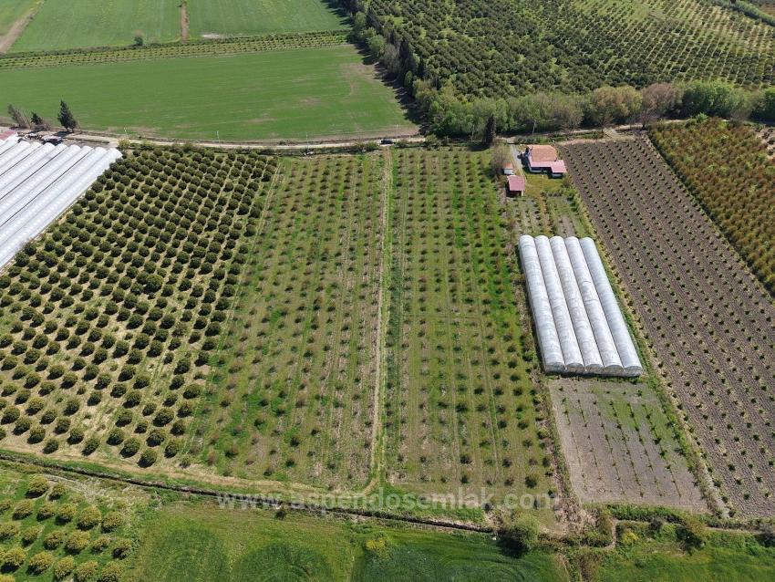 16,000 M² Pomegranate Orchard For Sale In Eskiköy