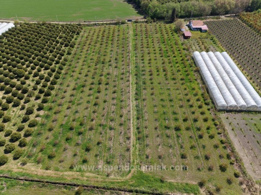 16,000 M² Pomegranate Orchard For Sale In Eskiköy