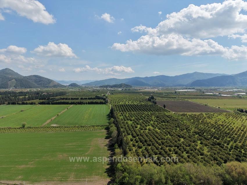 16,000 M² Pomegranate Orchard For Sale In Eskiköy