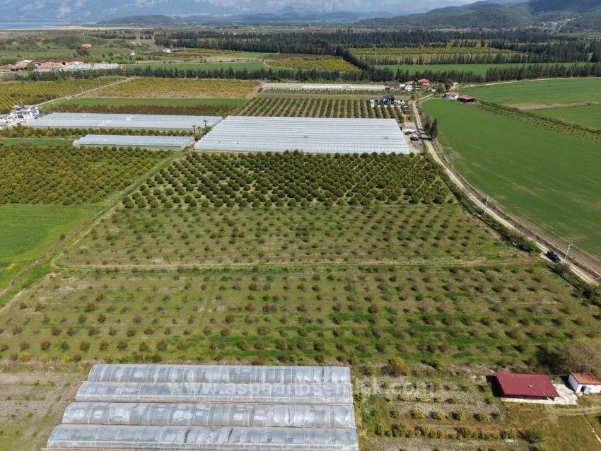 16,000 M² Pomegranate Orchard For Sale In Eskiköy