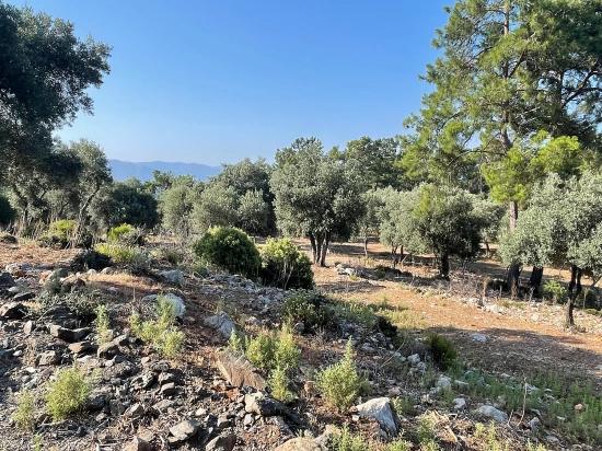 Bargain Real Estate Land For Sale With Sea View In Ekincik Çandır Arasın
