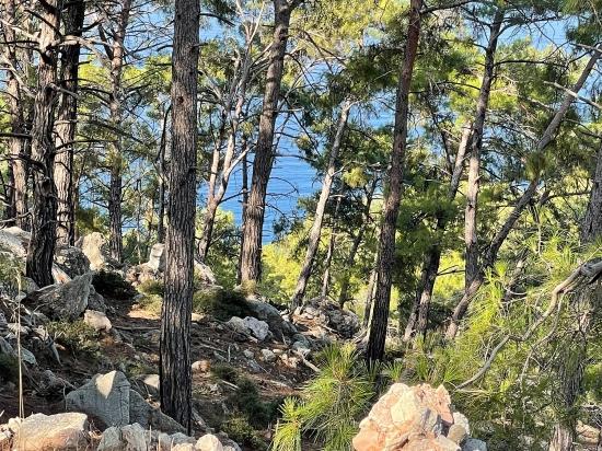 Bargain Real Estate Land For Sale With Sea View In Ekincik Çandır Arasın