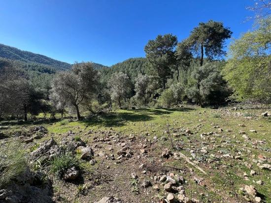 Land For Sale In Gökbel, Surrounded By Nature And Forest.