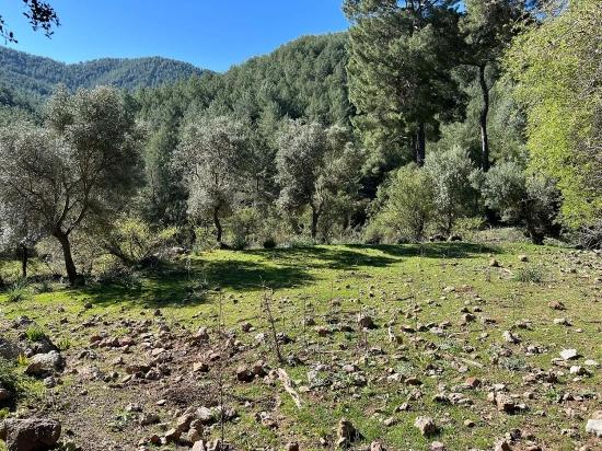 Land For Sale In Gökbel, Surrounded By Nature And Forest.