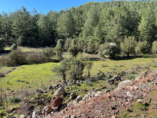Land For Sale In Gökbel, Surrounded By Nature And Forest.
