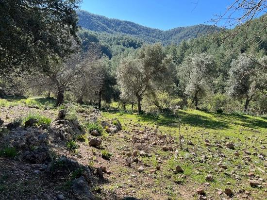 Land For Sale In Gökbel, Surrounded By Nature And Forest.