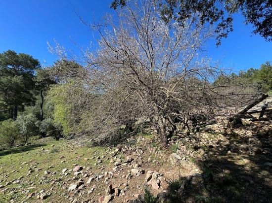 Land For Sale In Gökbel, Surrounded By Nature And Forest.