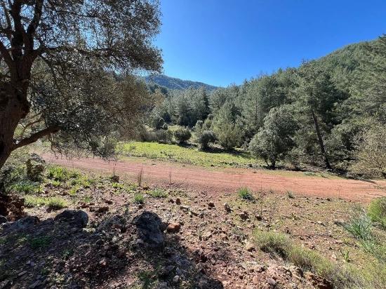 Land For Sale In Gökbel, Surrounded By Nature And Forest.
