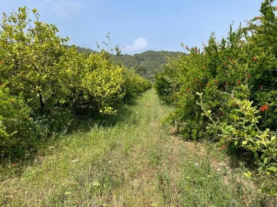7800m2 Land For Sale In Gökbel, Next To Iztuzu Beach Road