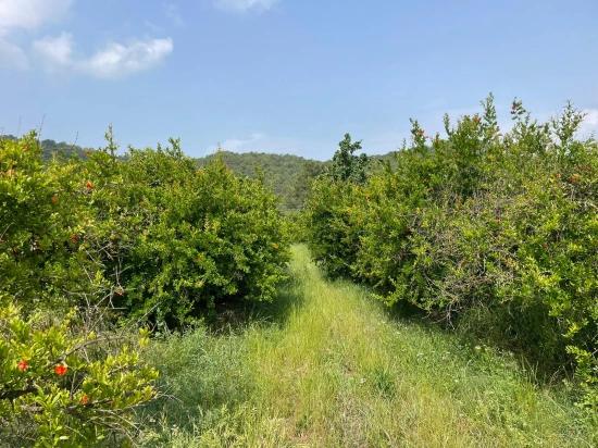 7800m2 Land For Sale In Gökbel, Next To Iztuzu Beach Road