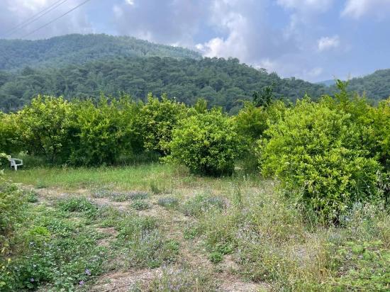 7800m2 Land For Sale In Gökbel, Next To Iztuzu Beach Road