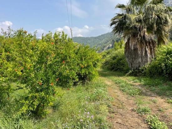 7800m2 Land For Sale In Gökbel, Next To Iztuzu Beach Road