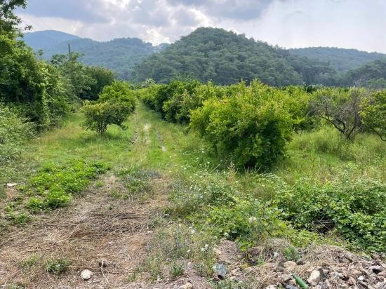 7800m2 Land For Sale In Gökbel, Next To Iztuzu Beach Road