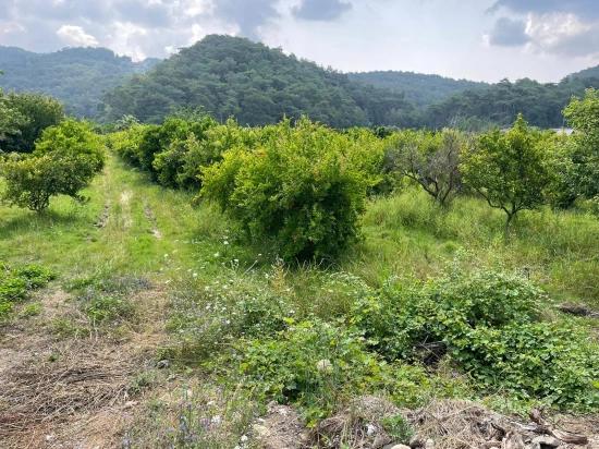 7800m2 Land For Sale In Gökbel, Next To Iztuzu Beach Road