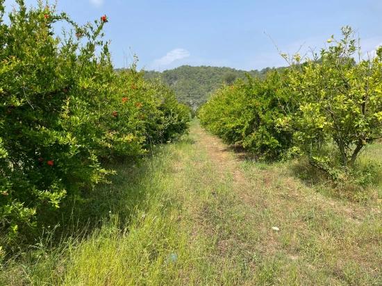 7800m2 Land For Sale In Gökbel, Next To Iztuzu Beach Road