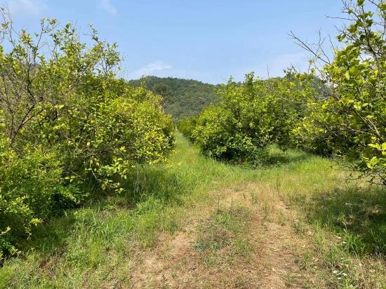7800m2 Land For Sale In Gökbel, Next To Iztuzu Beach Road