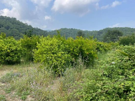 7800m2 Land For Sale In Gökbel, Next To Iztuzu Beach Road