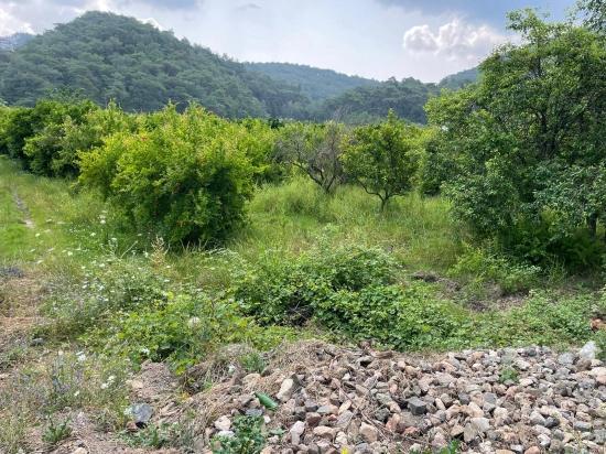 7800m2 Land For Sale In Gökbel, Next To Iztuzu Beach Road