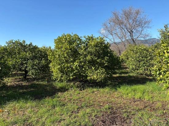 Lemon Orchard For Sale In Dalyan, 16,500 M²