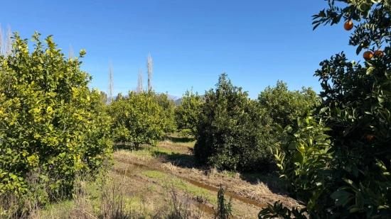 2.218M2 Land For Sale In Okçular Marmarlı