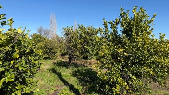 2.218m2 Land For Sale In Okçular Marmarlı