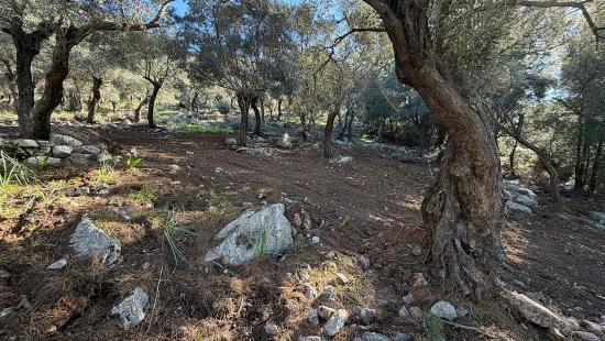 2b Field Of 5715m2 For Sale With Full Sea View In Çandır