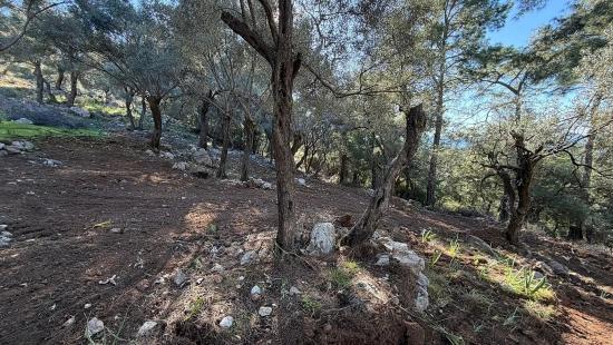 2b Field Of 5715m2 For Sale With Full Sea View In Çandır