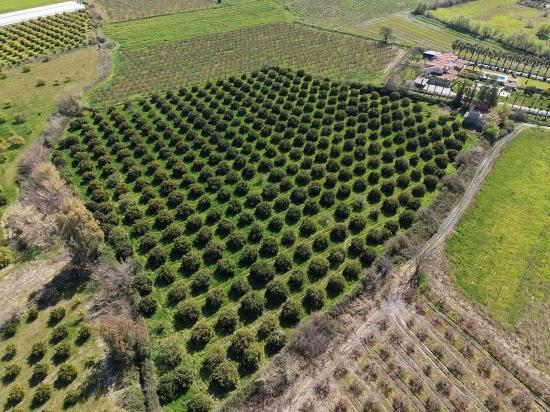 17.550M2 Vineyard-Bahce For Sale Close To Dalyan Center
