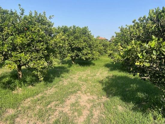 722M2 Land For Sale In Dalyan Gülpınar