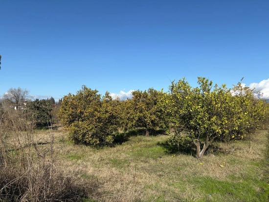 23,000 M² Detached Land For Sale In Tepearası.