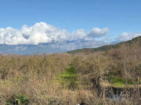 23,000 M² Detached Land For Sale In Tepearası.