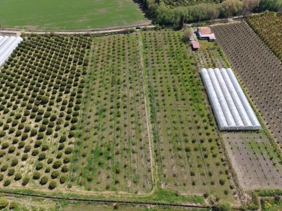 16,000 M² Pomegranate Orchard For Sale In Eskiköy
