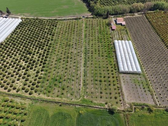 16,000 M² Pomegranate Orchard For Sale In Eskiköy