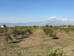 Field For Sale in Eskiköy Nbh. Ortaca - Field Zoned - 21.500 m²