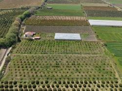 16,000 M² Pomegranate Orchard For Sale In Eskiköy